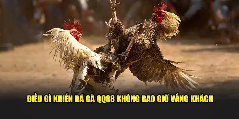 Điều gì khiến sân chơi đá gà trực tuyến QQ88 không bao giờ vắng khách